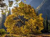 Yosemite 013