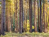 Yosemite 014
