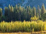 Yosemite 015