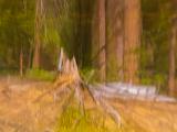 Yosemite 023