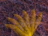 Creative Photography Without Bounds 013