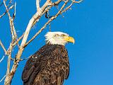 Central Valley Birds 001