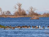 Central Valley Birds 002