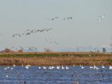 Central Valley Birds 004