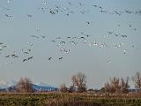 Central Valley Birds 005