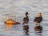 Central Valley Birds 007