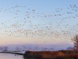 Central Valley Birds 013