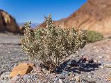 C Mosaic Canyon 006