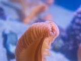 Aquarium 009