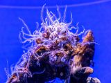 Aquarium 011