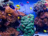 Aquarium 012