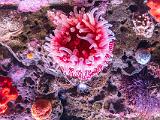 Aquarium 013
