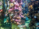 Aquarium 014