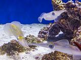 Aquarium 015