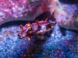 Aquarium 016