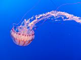 Aquarium 017