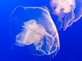 Aquarium 018