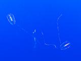 Aquarium 019