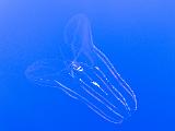 Aquarium 020
