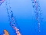 Aquarium 021