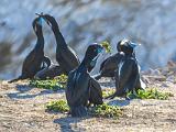 Point Lobos 001