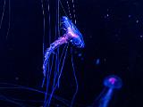 04-A Monterey Bay Aquarium