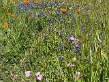 Russian Ridge 005