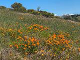 Russian Ridge 008