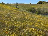 Russian Ridge 010