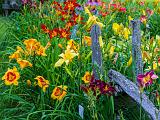 Day Lilies 002