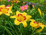 Day Lilies 004