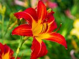 Day Lilies 005