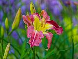 Day Lilies 006