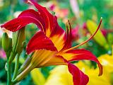 07-D Day Lilies