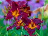 Day Lilies 008