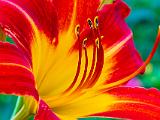 Day Lilies 009