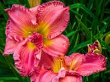 Day Lilies 010