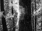 Yosemite 017