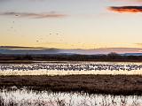 Bosque del Apache 001