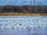 Bosque del Apache 002