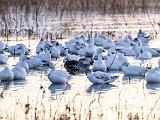 Bosque del Apache 003