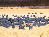 Bosque del Apache 004