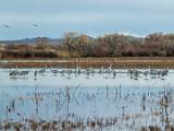 Bosque del Apache 005