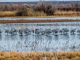 Bosque del Apache 006