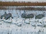 Bosque del Apache 007