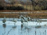 Bosque del Apache 008