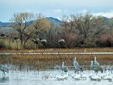 Bosque del Apache 009