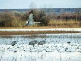 Bosque del Apache 010