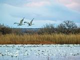 Bosque del Apache 011