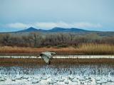 Bosque del Apache 012